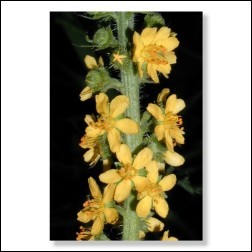 Agrimony Bachblüten Bild 50x75cm