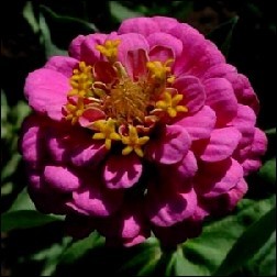 Zinnia Blütenessenz 10ml