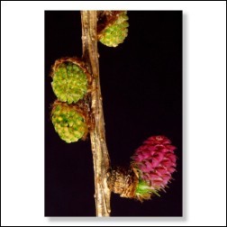 Larch Bachblüten Bild 50x75cm