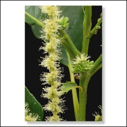 30 Sweet Chestnut Bachblüten Foto 10x15cm