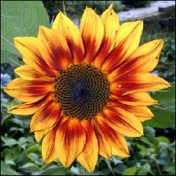 Sunflower Blütenessenz 10ml
