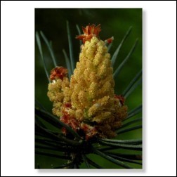 Pine Bachblütenfoto - Bild 30x45cm