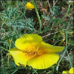 California Poppy Blütenessenz 10ml