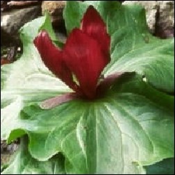 Trillium Blütenessenz 10ml