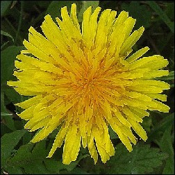 Dandelion Blütenessenz 10ml