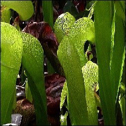 California Pitcher Plant Blütenessenz 10ml