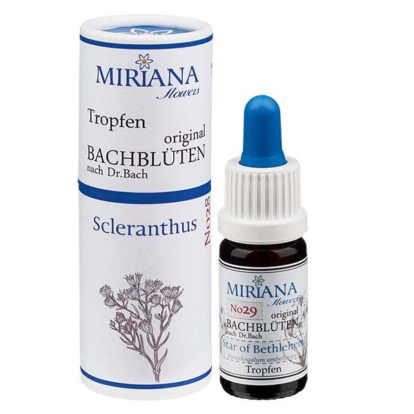 Star of Bethlehem Bachblüten (Doldiger Milchstern) Essenz 10ml