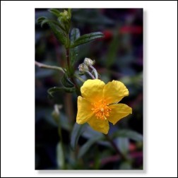 Rock Rose Bachblüten Bild 50x75cm