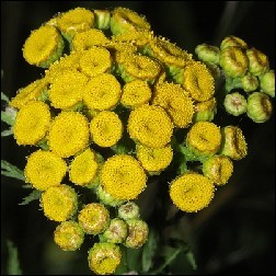 Tansy Blütenessenz 10ml