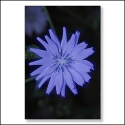 Chicory Bachblüten Bild 50x75cm