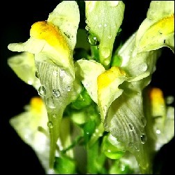 Snapdragon Blütenessenz 10ml