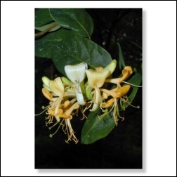 Honeysuckle Bachblüten Bild 50x75cm