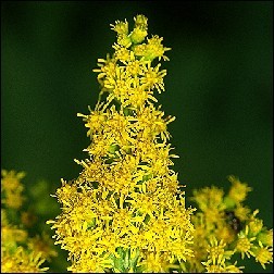 Golden Rod Blütenessenz 10ml