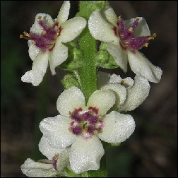 Mullein Blütenessenz 10ml