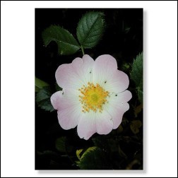 Wild Rose Bachblüten Bild 50x75cm