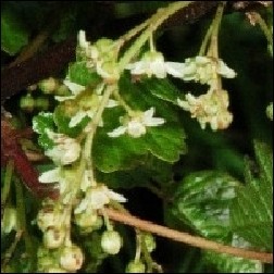 Poison Oak Blütenessenz 10ml