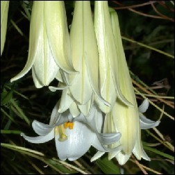 Easter Lily Blütenessenz 10ml