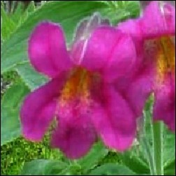 Purple Monkeyflower Blütenessenz 10ml
