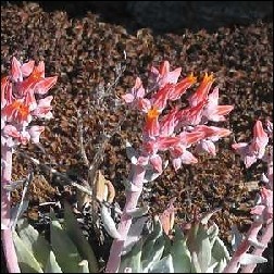 Canyon Dudleya Blütenessenz 10ml