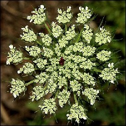 Queen Annes Lace Blütenessenz 10ml