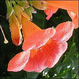 Trumpet Vine Blütenessenz 10ml