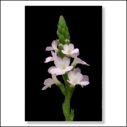 vervain-foto-25059b65e0538b12