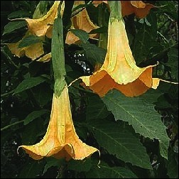 Angels Trumpet Blütenessenz 10ml