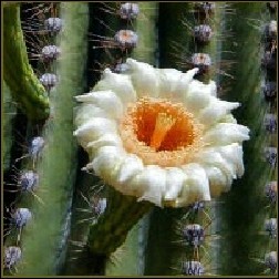 Saguaro Blütenessenz 10ml