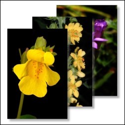 Bachblüten-Bilderset 20x30cm