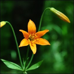Alpine Lily Blütenessenz 10ml 