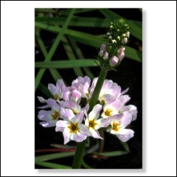 waterviolet-foto-25059b65e071e97b