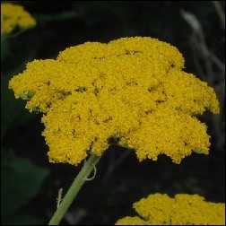 Golden Yarrow Blütenessenz 10ml