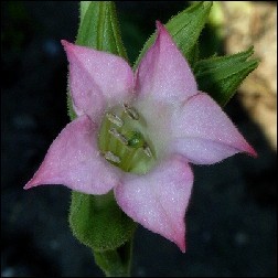 Nicotiana Blütenessenz 10ml