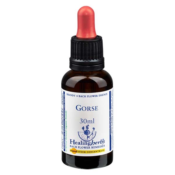 13 Gorse Essenz 30ml - Healing Herbs